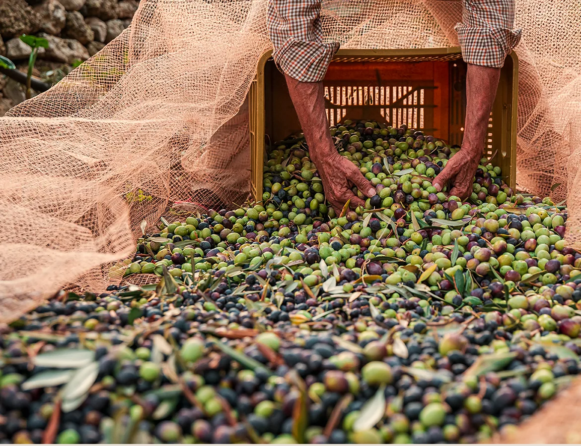 Hands emptying a crate of freshly harvested green and black olives onto nets