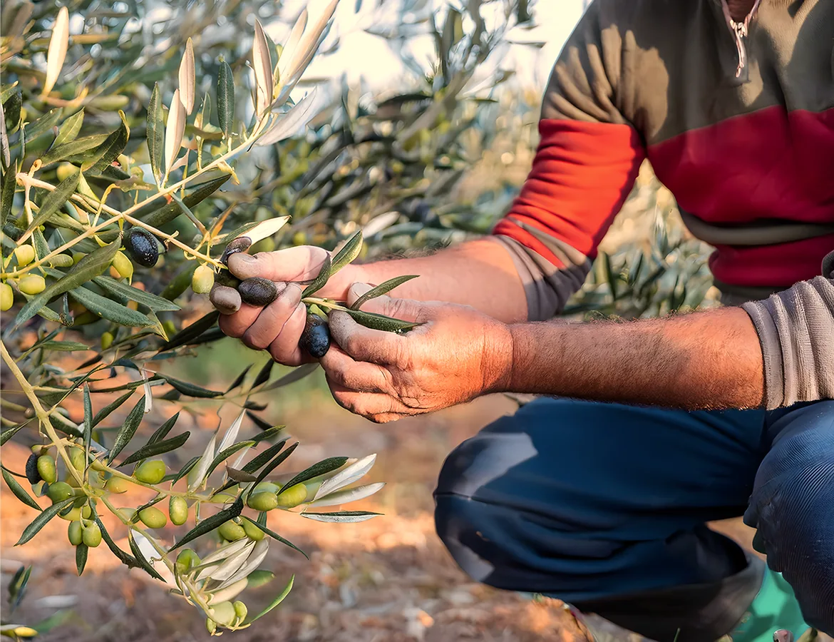 A farmer hand-picking ripe olives from the branch